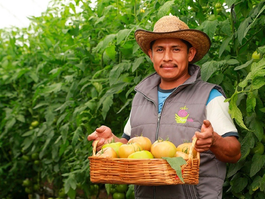 La solución está habilitada con IBM Watson Studio y utiliza datos que Agrileg de Tehuacán -un invernadero de tomates y cliente de Teksi- ha recopilado durante años de producción de tomates.